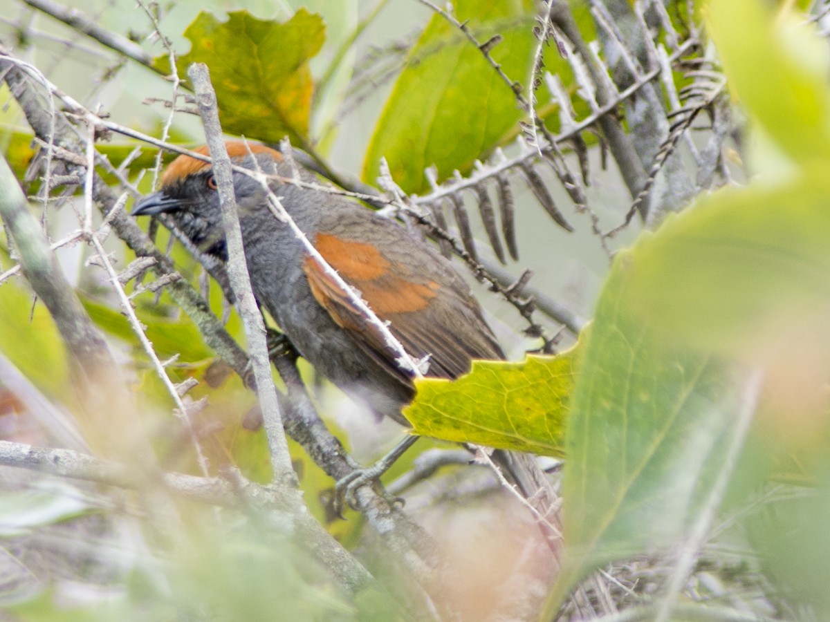 Spix's Spinetail - ML627183743