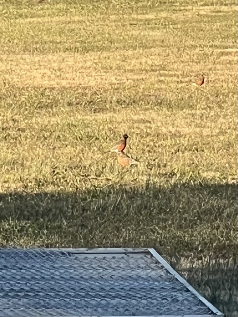 American Robin - ML627184033