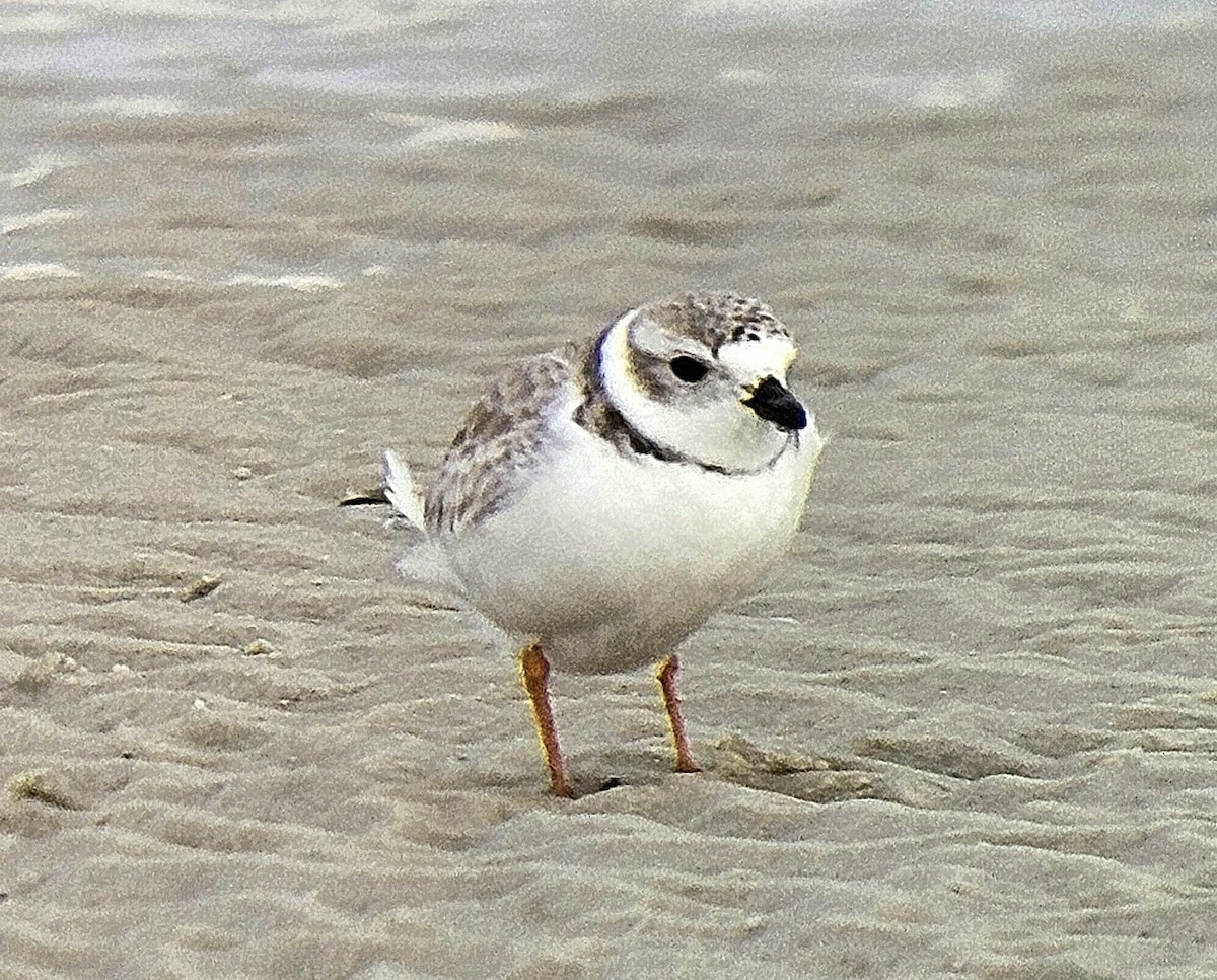 Piping Plover - ML627184164