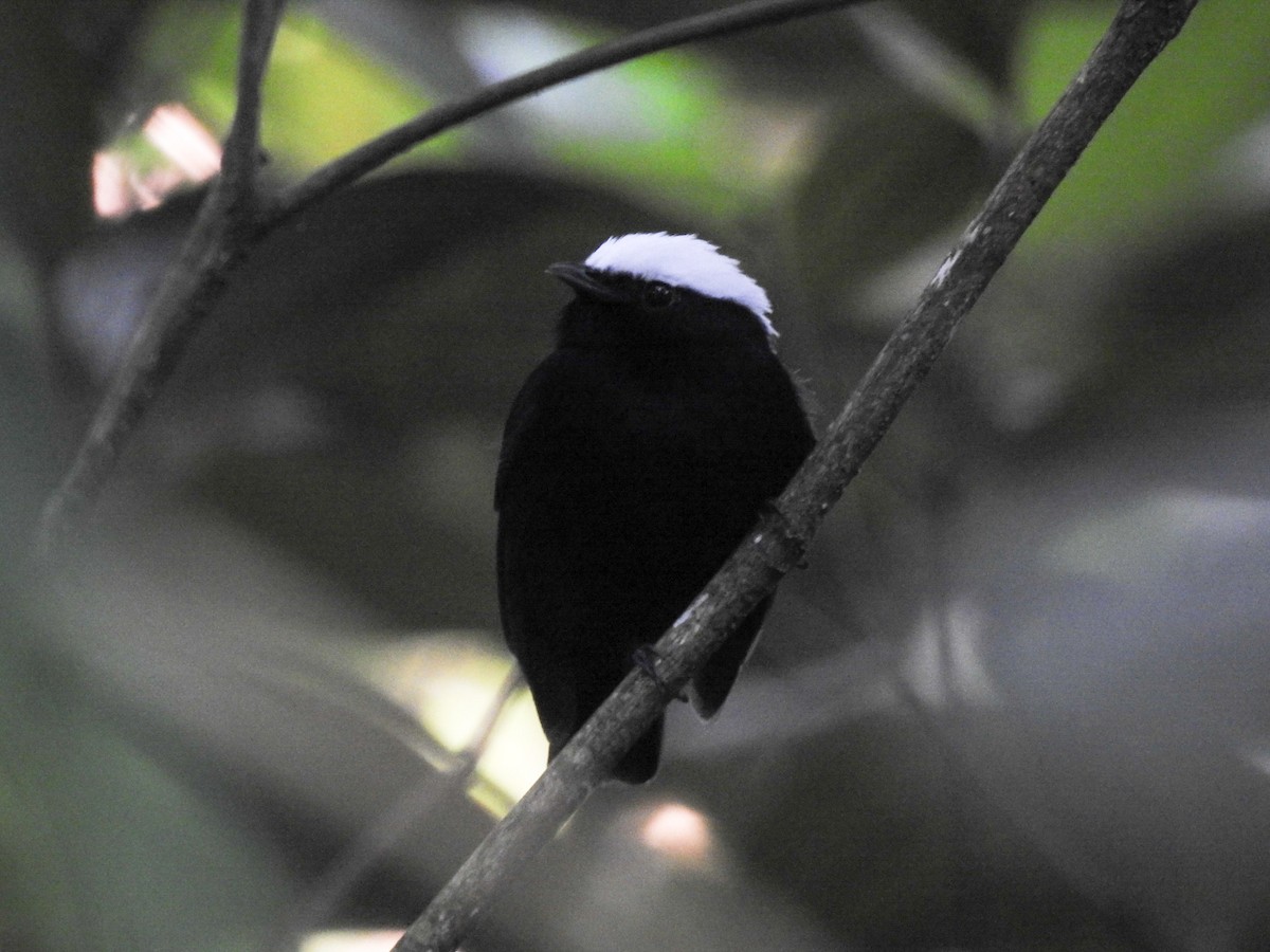 White-crowned Manakin - ML627184267