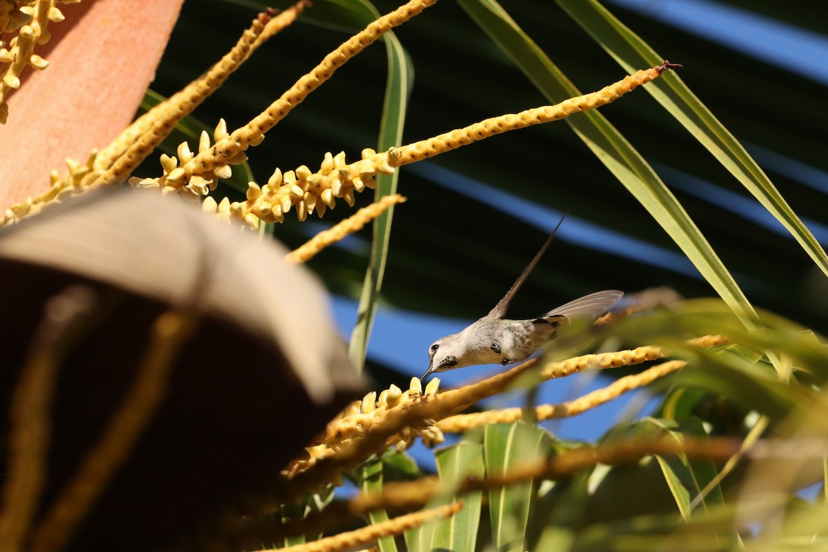 Costa's Hummingbird - ML627184728