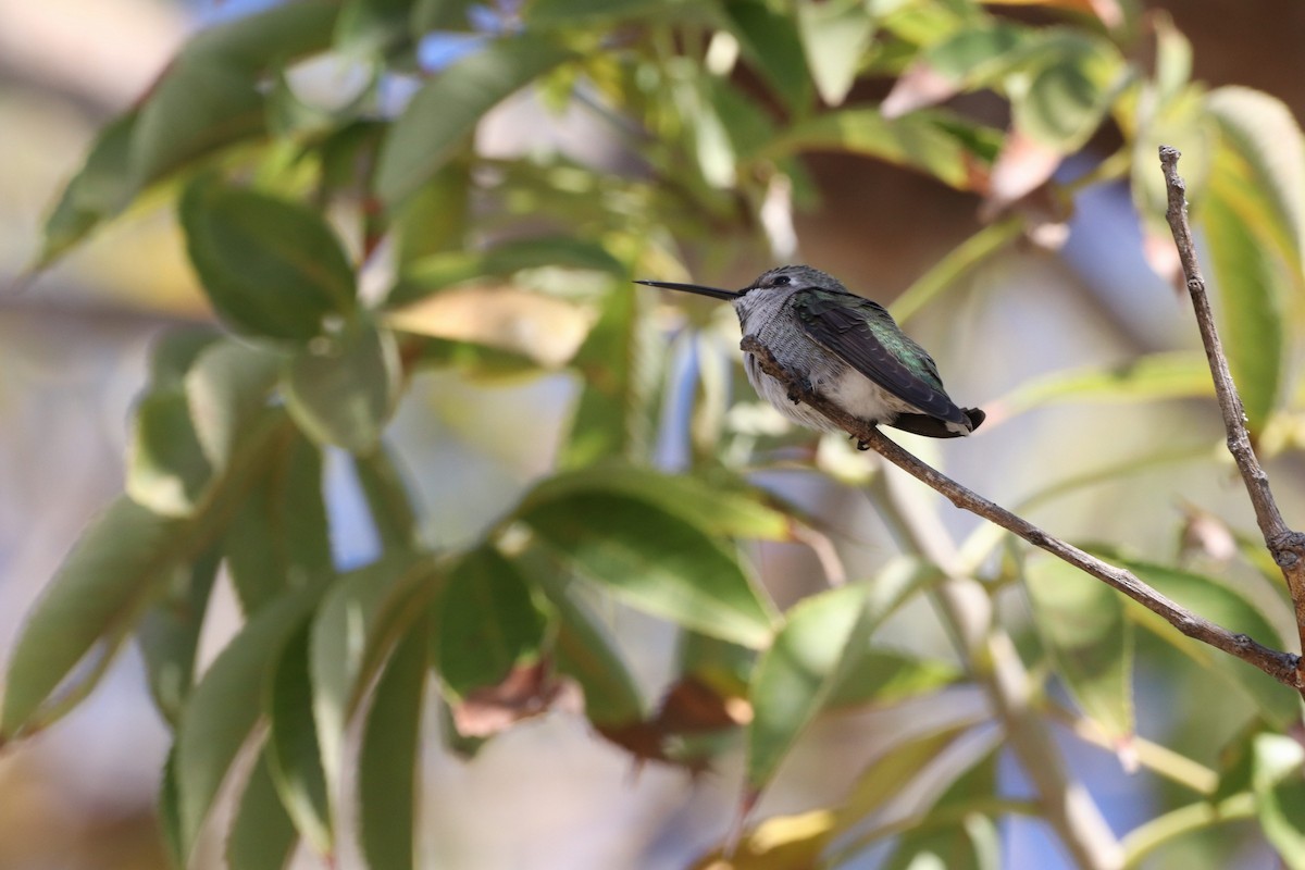 Costa's Hummingbird - ML627184729