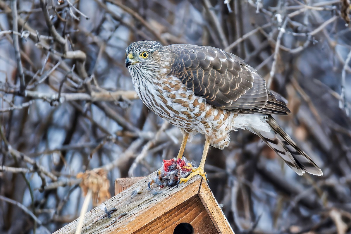 Sharp-shinned Hawk - ML627185011