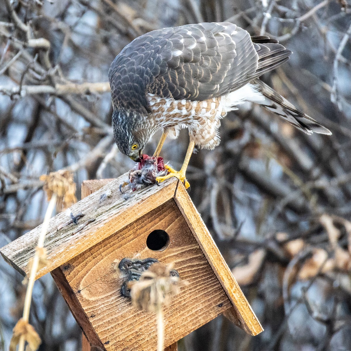 Sharp-shinned Hawk - ML627185012