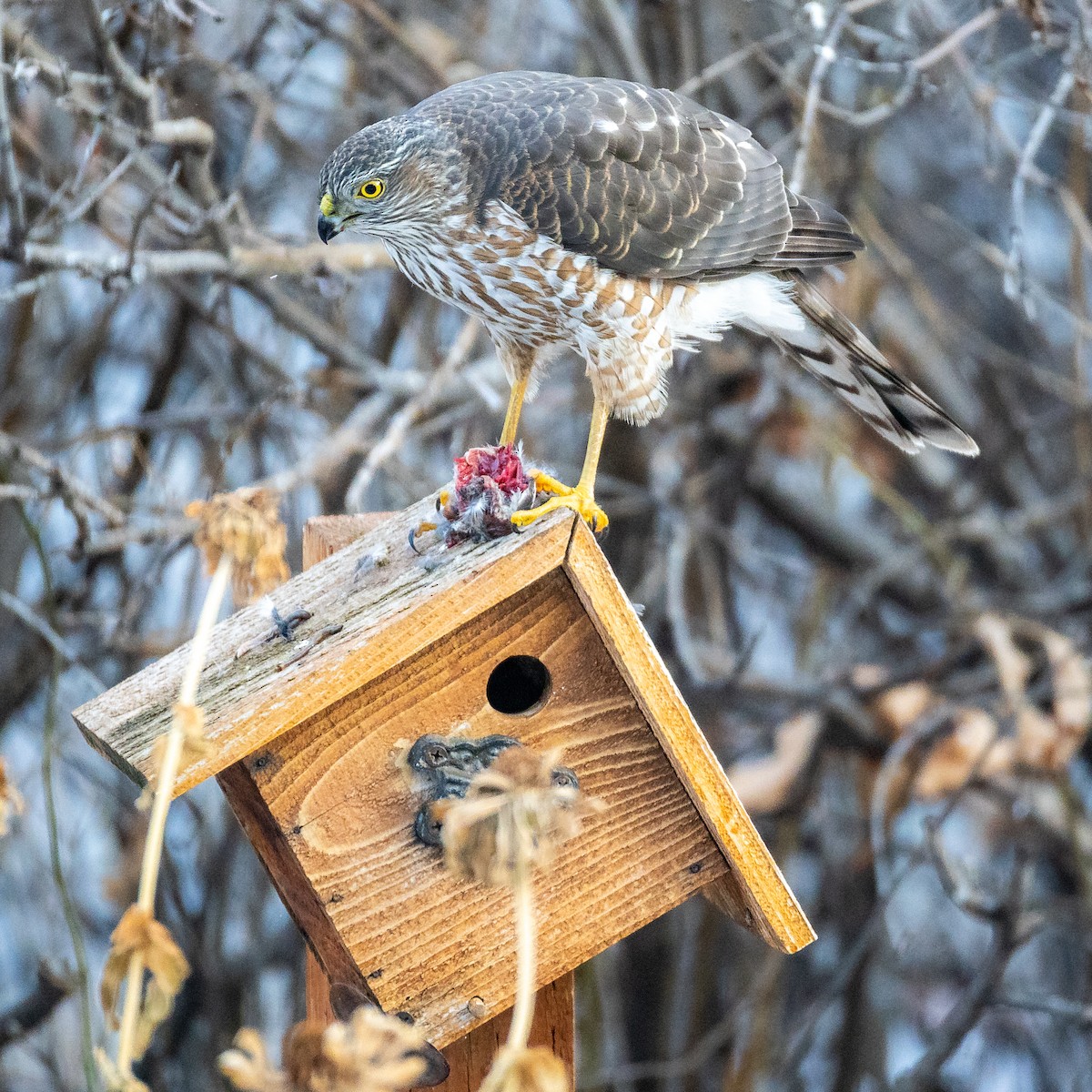 Sharp-shinned Hawk - ML627185013