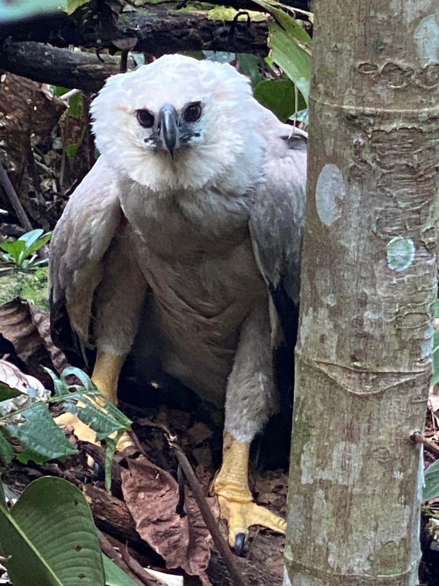 Harpie féroce - ML627185330