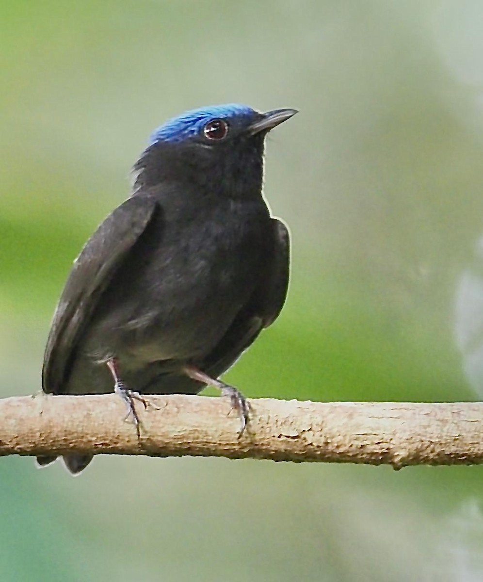 Manakin à tête bleue - ML627185376
