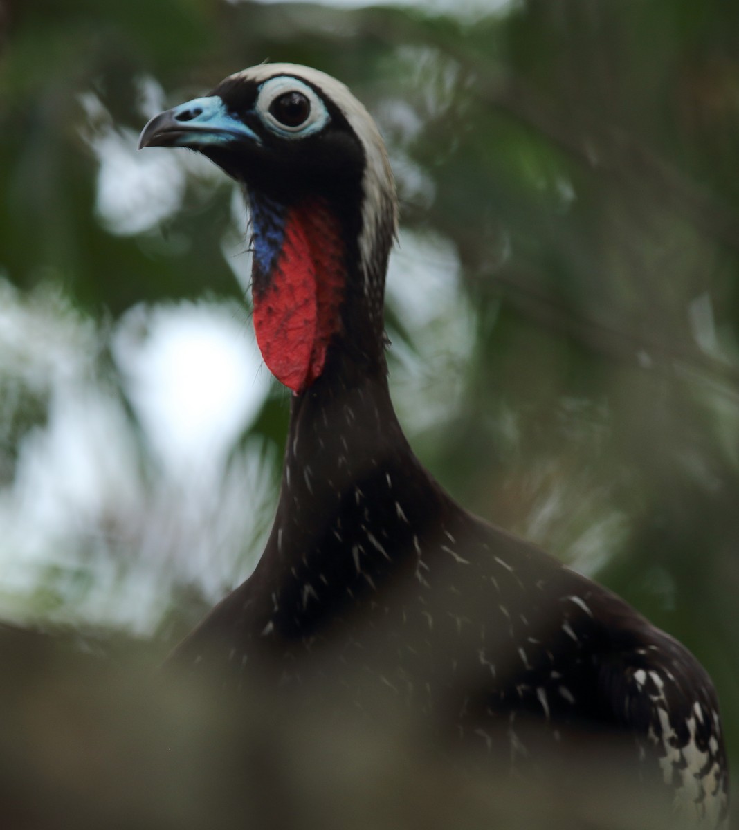 Black-fronted Piping-Guan - ML627185697