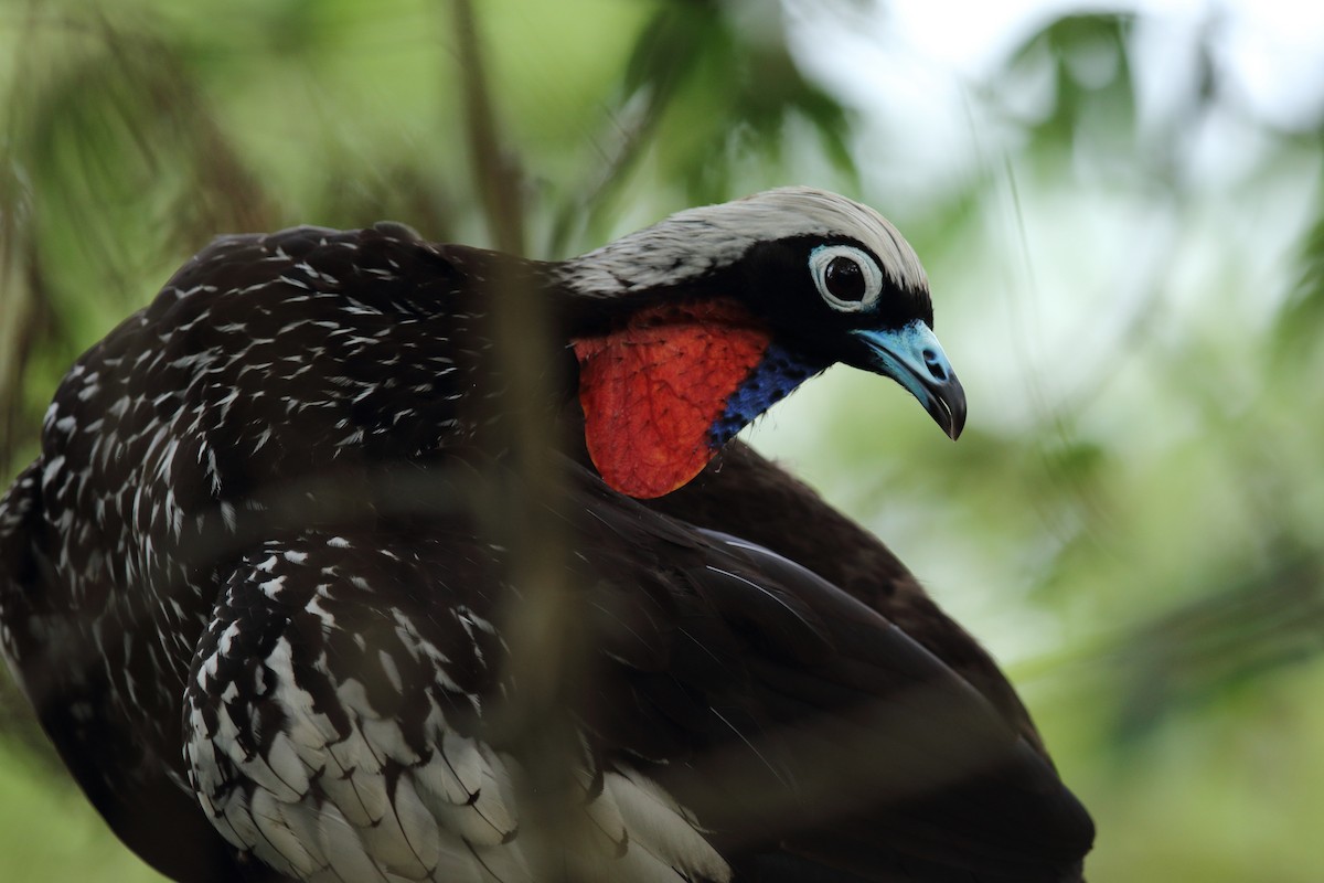 Black-fronted Piping-Guan - ML627185699