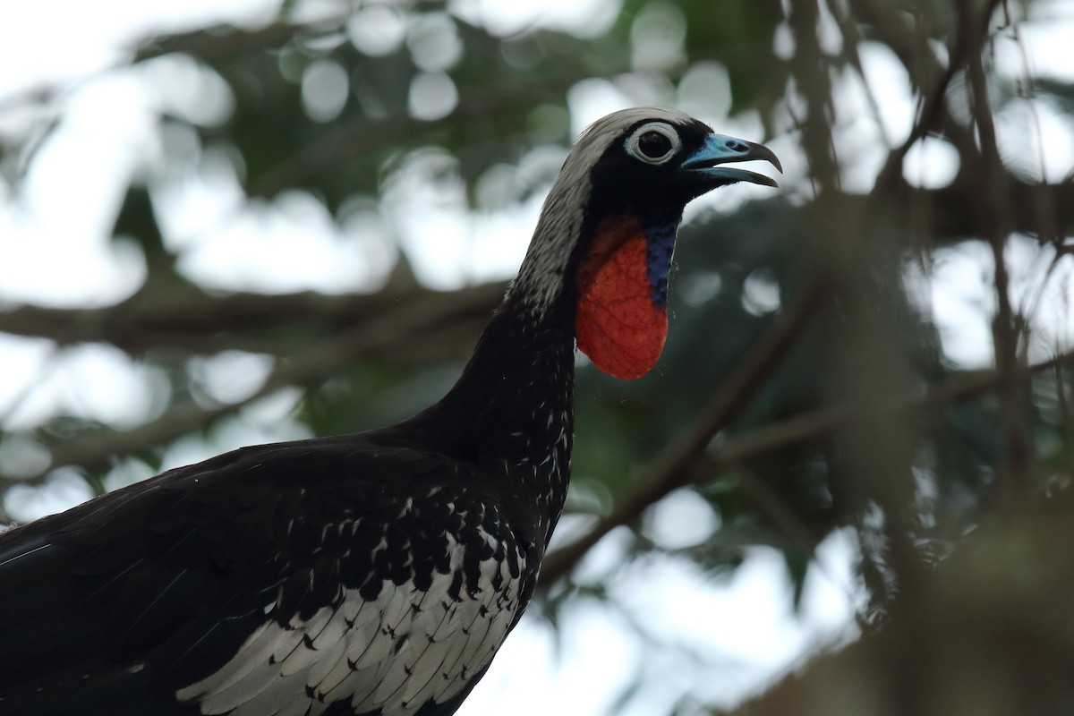 Black-fronted Piping-Guan - ML627185701