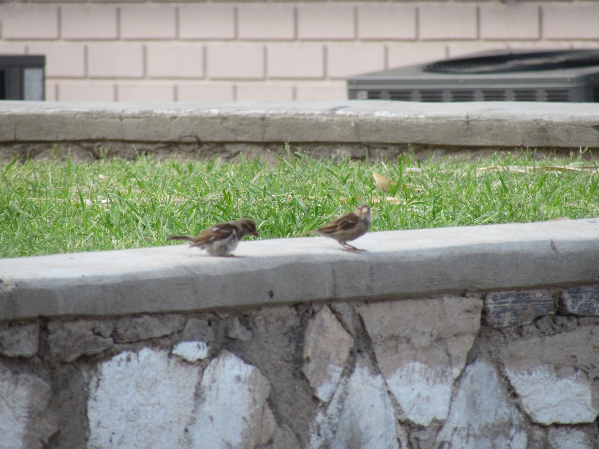 House Sparrow - ML62718571