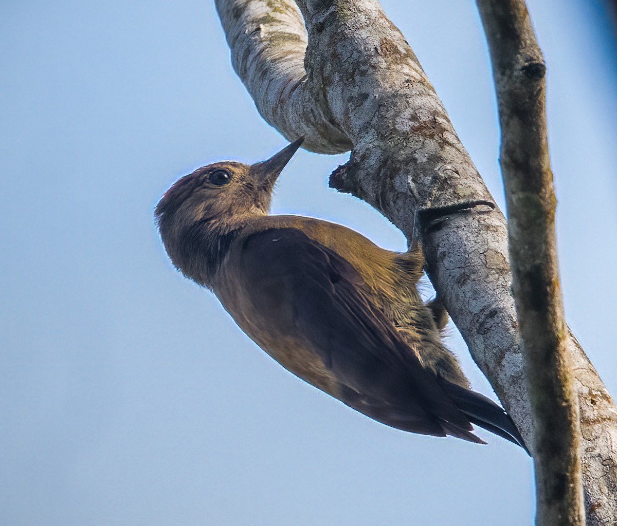 Smoky-brown Woodpecker - ML627185813