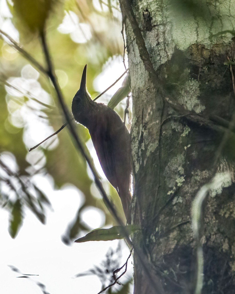 Ocellated Woodcreeper - ML627186176