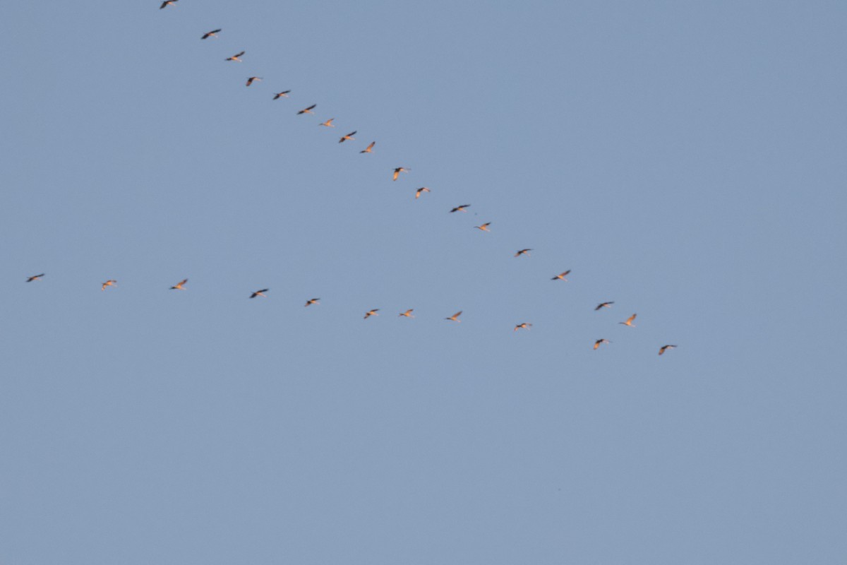 Sandhill Crane - ML627186182
