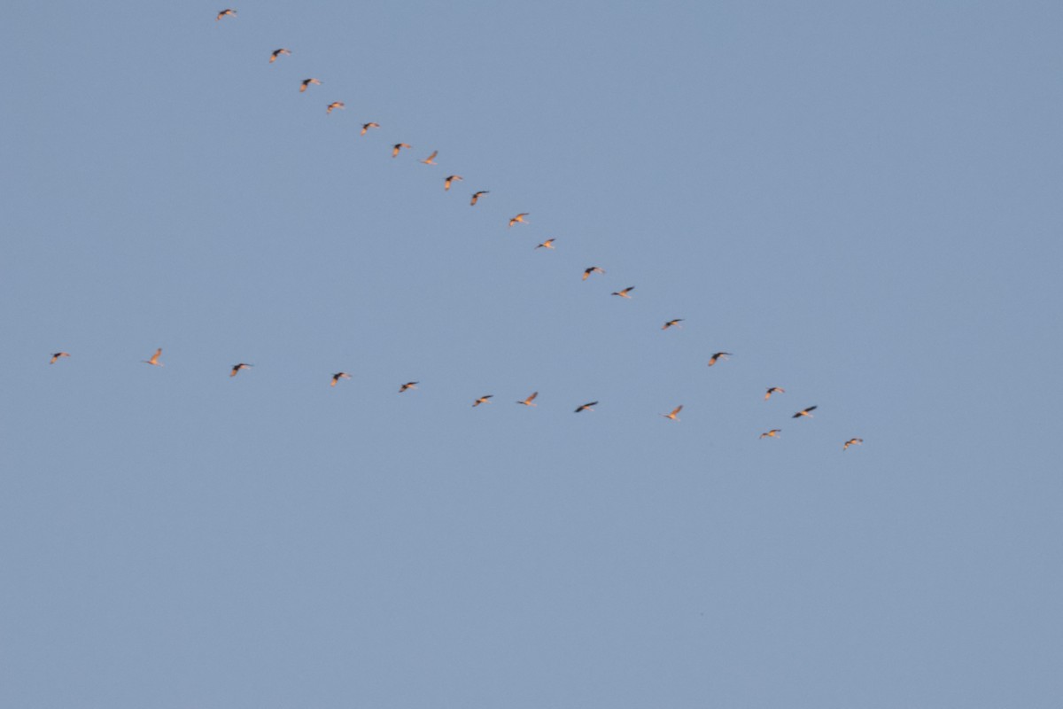 Sandhill Crane - ML627186183