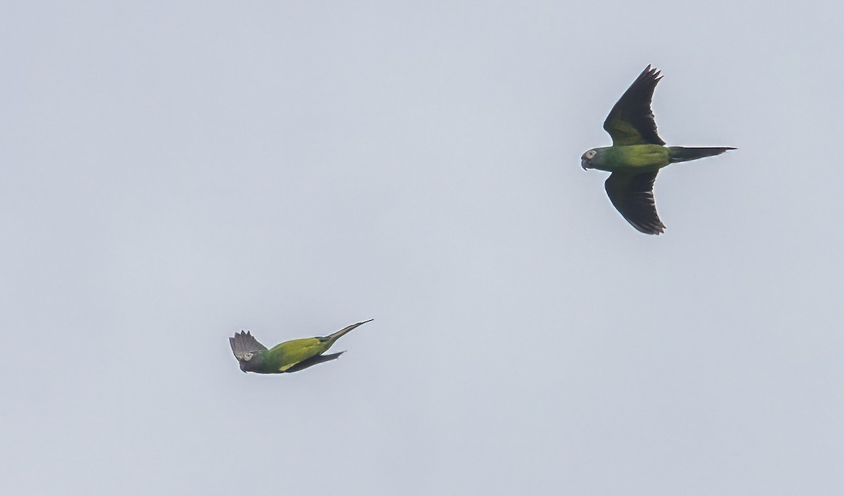 Dusky-headed Parakeet - ML627186219