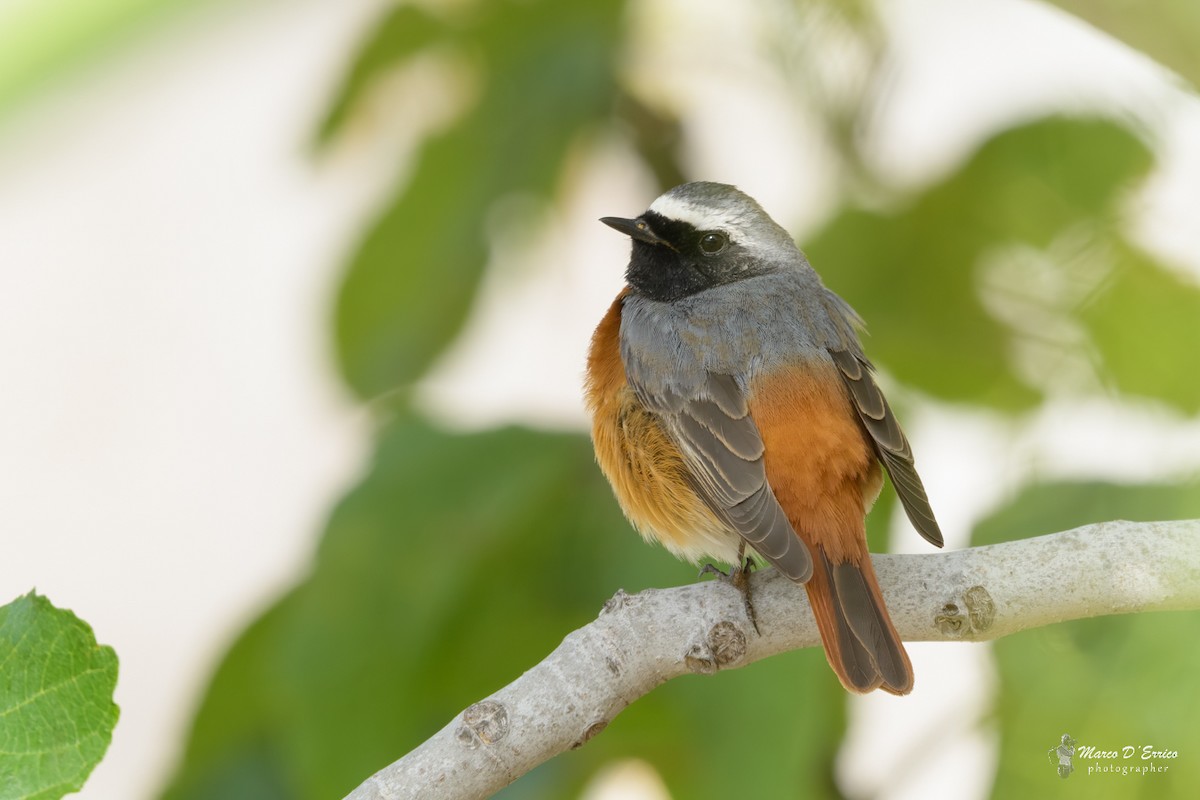 Common Redstart - ML627186222