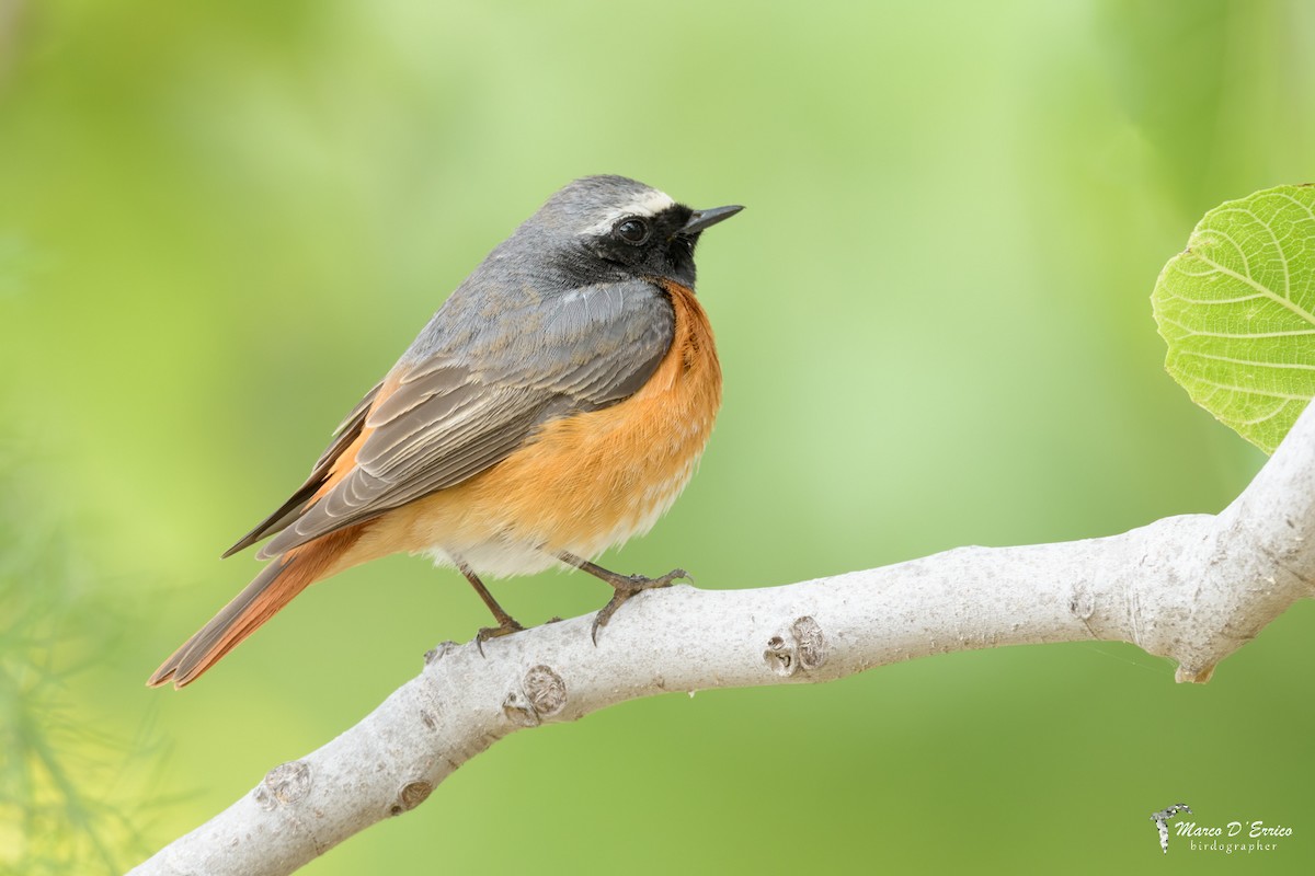 Common Redstart - ML627186233