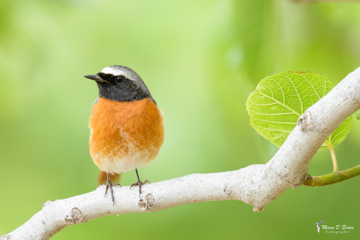 Common Redstart - ML627186241