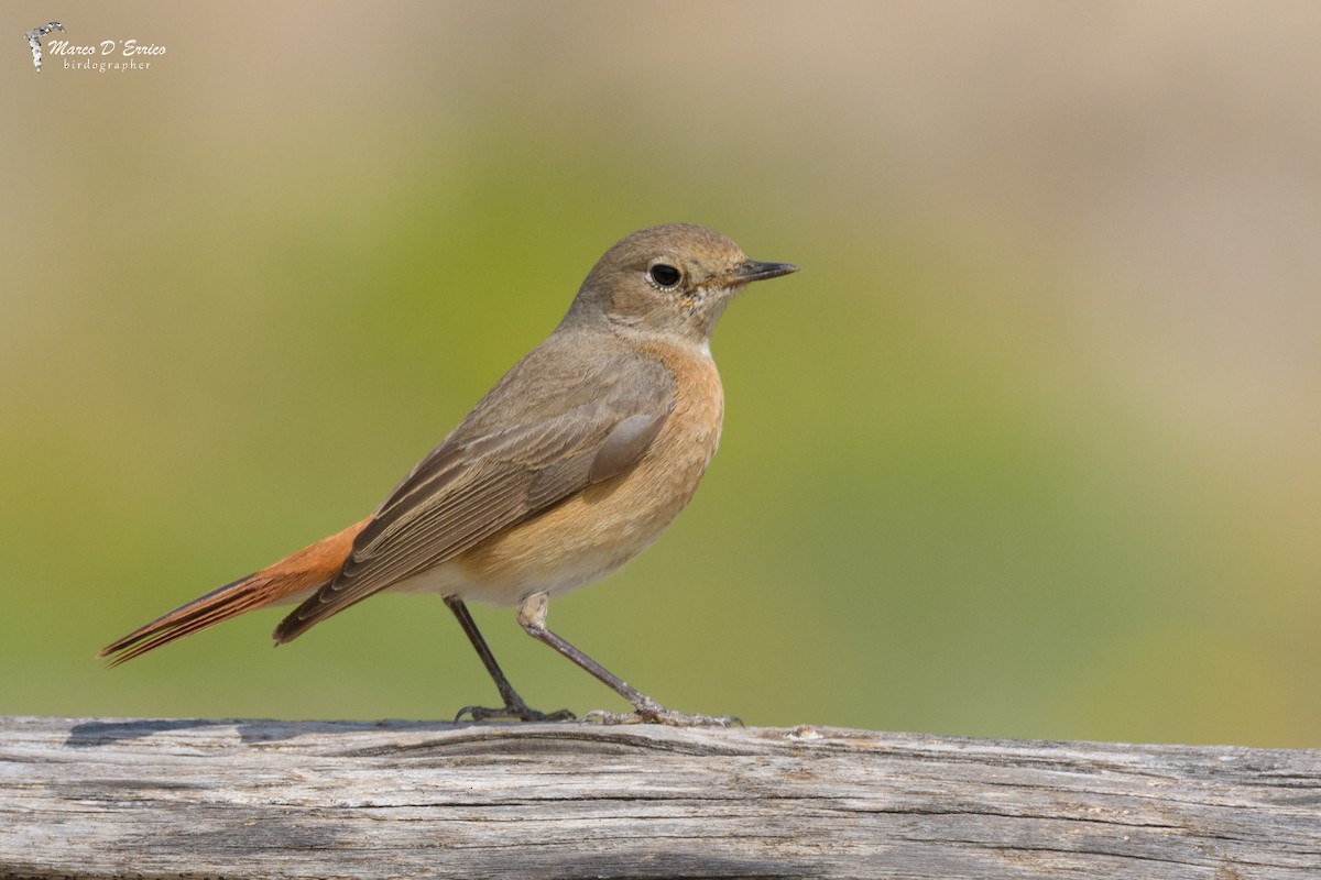 Common Redstart - ML627186269