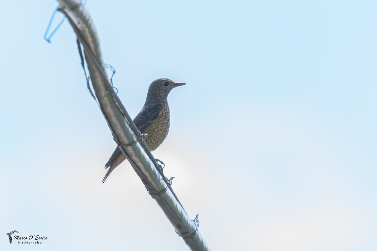 Rufous-tailed Rock-Thrush - ML627186273