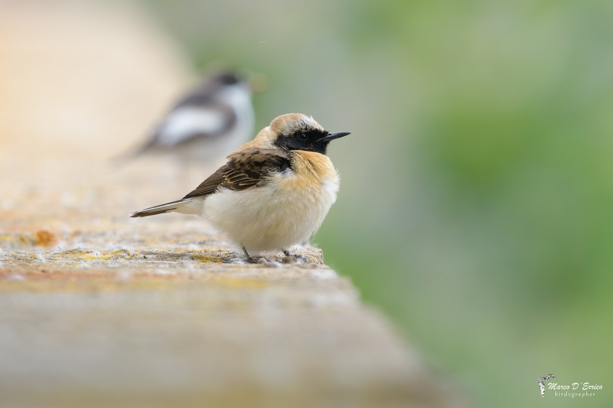 Eastern Black-eared Wheatear - ML627186294