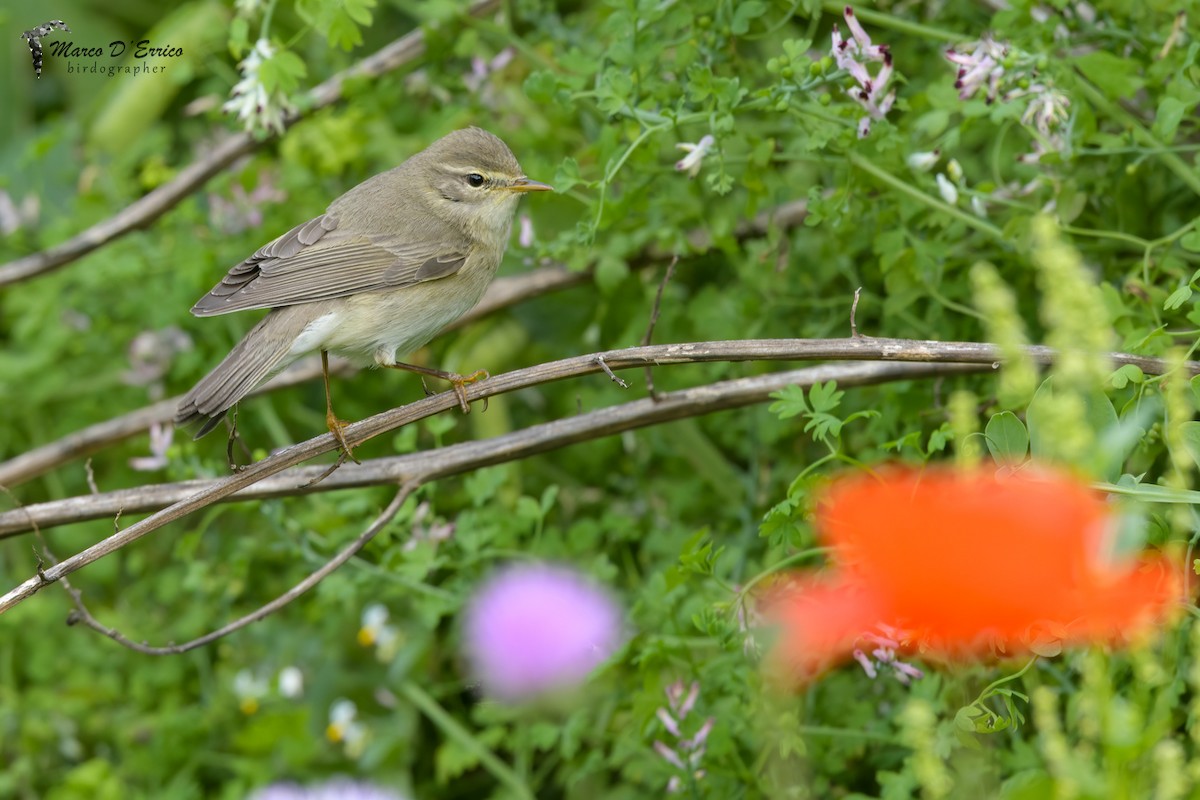 Willow Warbler - ML627186342