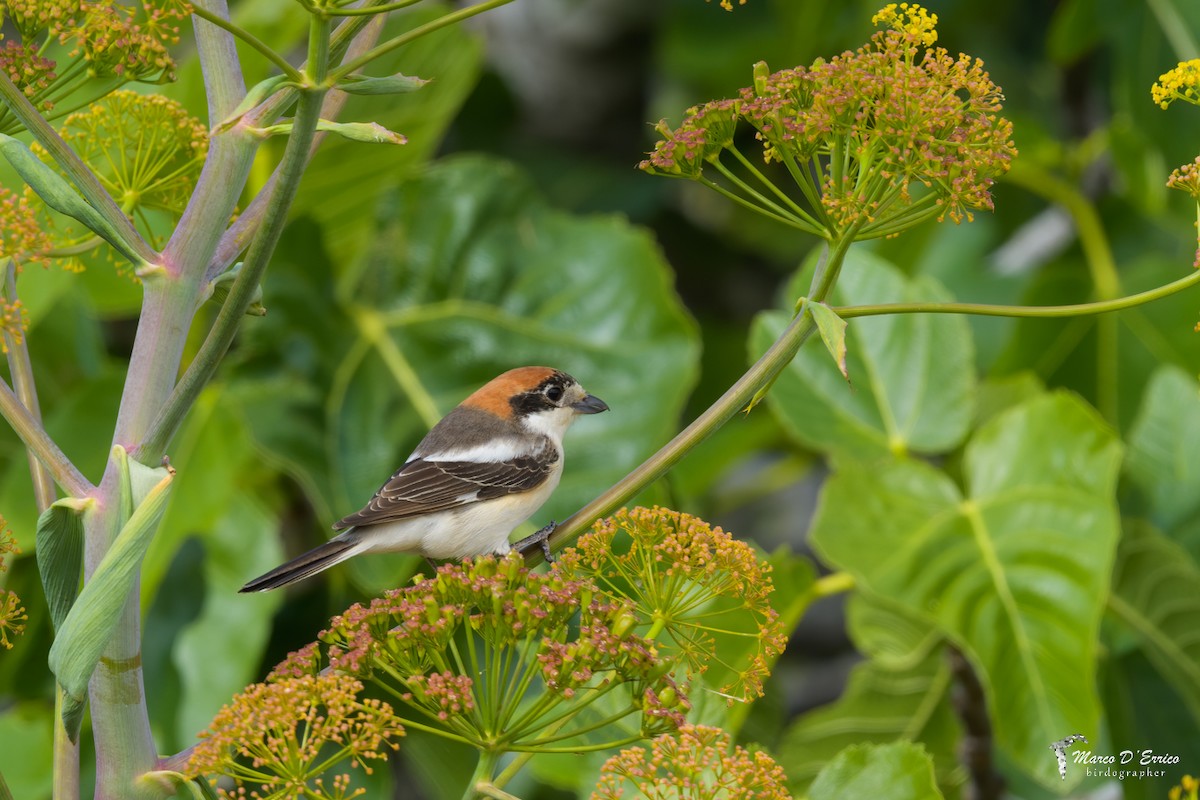 Woodchat Shrike - ML627186366