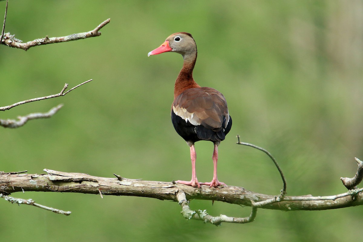 Black-bellied Whistling-Duck - ML627186397