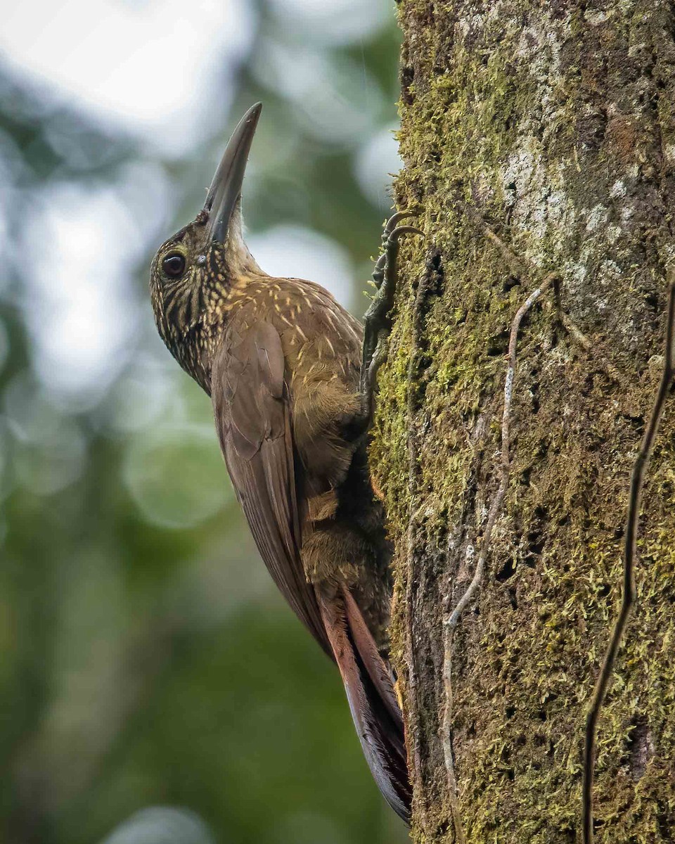 Strong-billed Woodcreeper - ML627186413