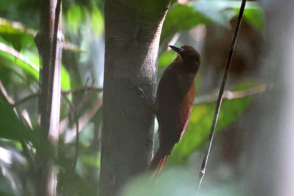 White-chinned Woodcreeper - ML627186522