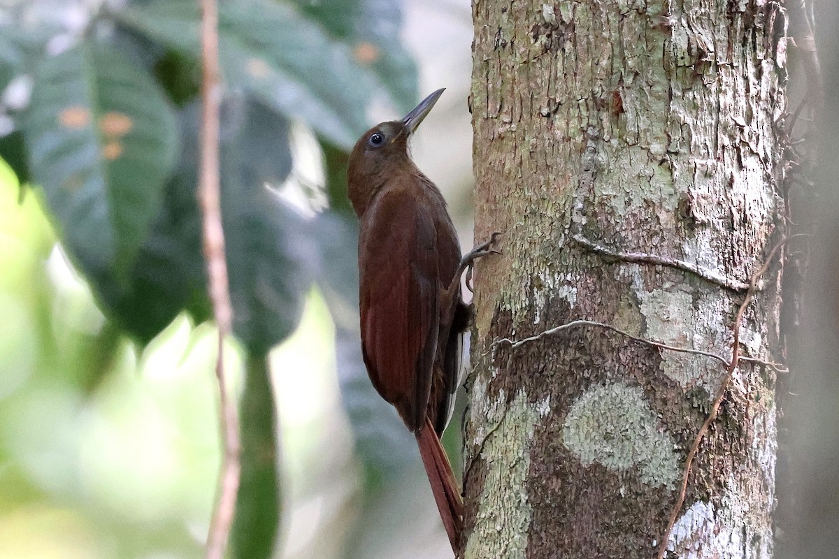 White-chinned Woodcreeper - ML627186555