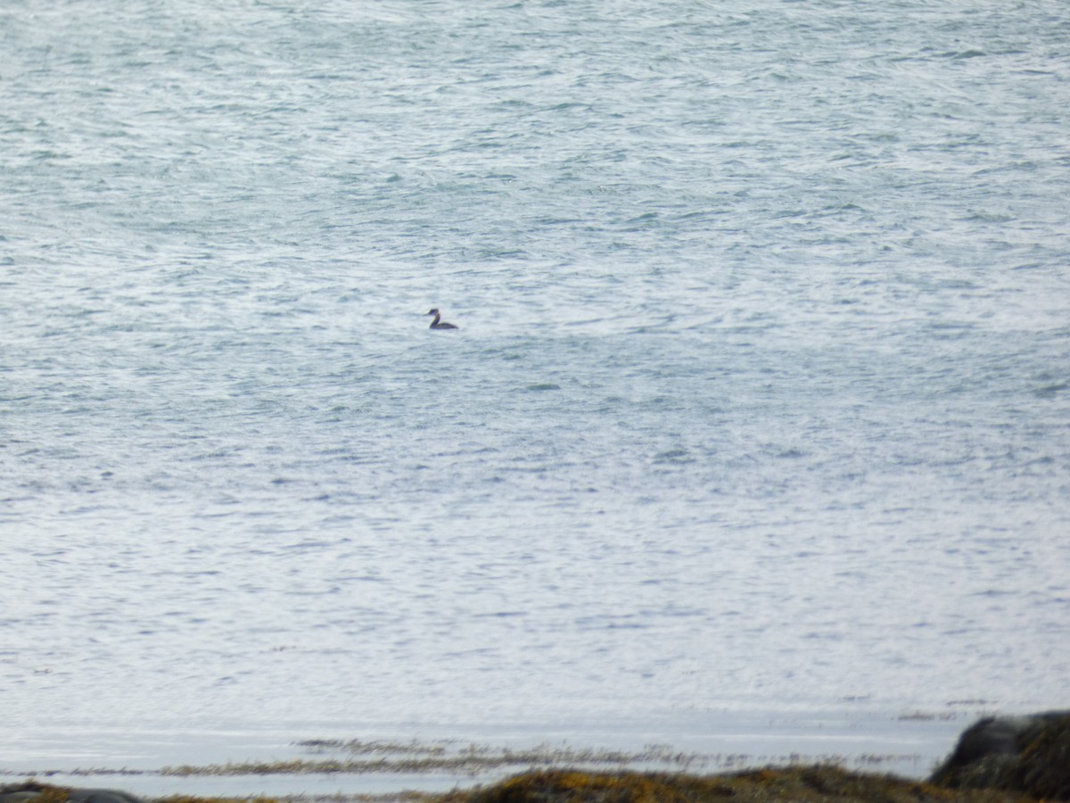 Red-necked Grebe - ML627186559