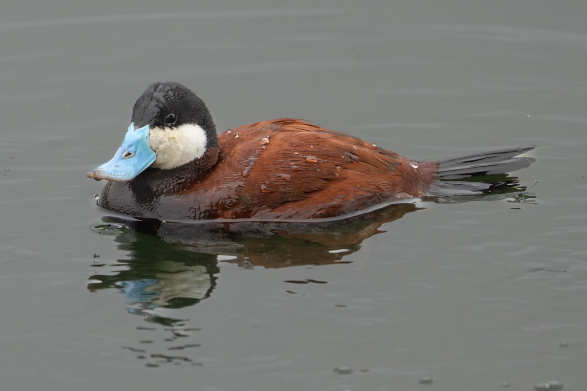 Ruddy Duck - ML627186589