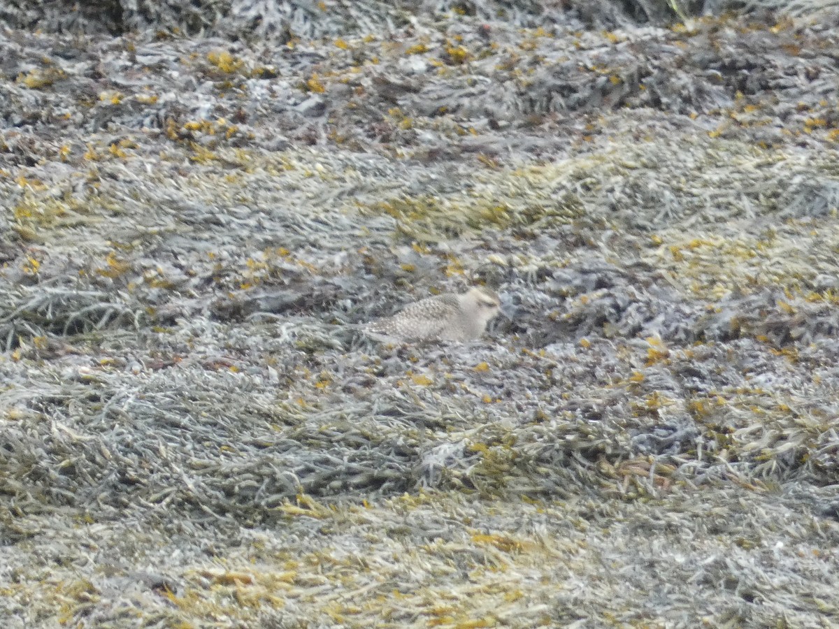 American Golden-Plover - ML627186611