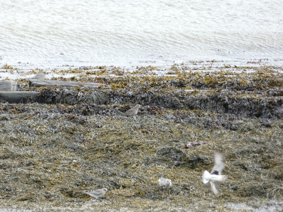 American Golden-Plover - ML627186613