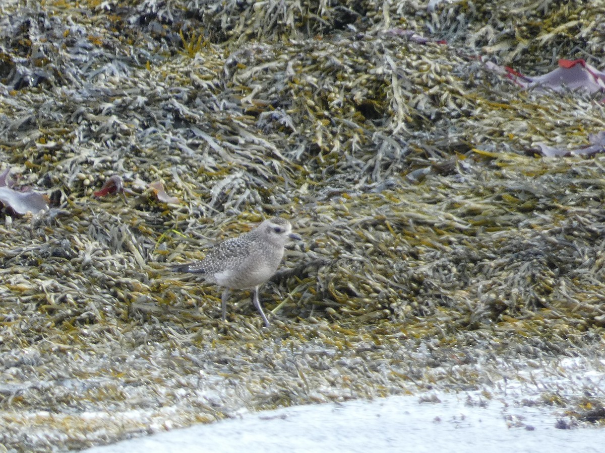 American Golden-Plover - ML627186614