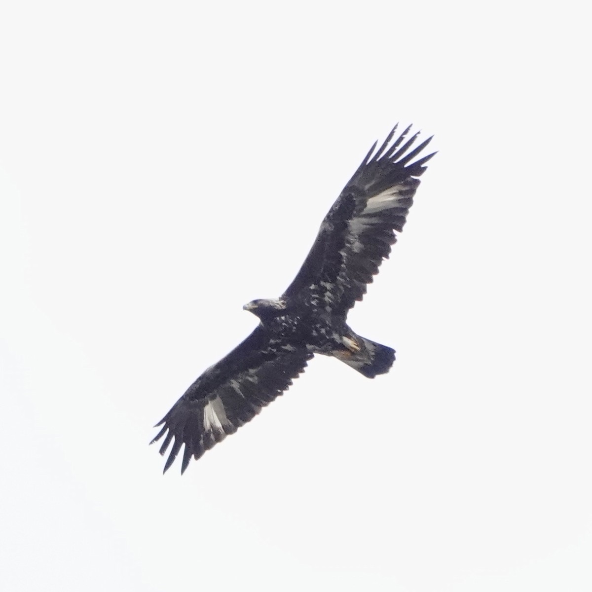 Golden Eagle - ML627186677