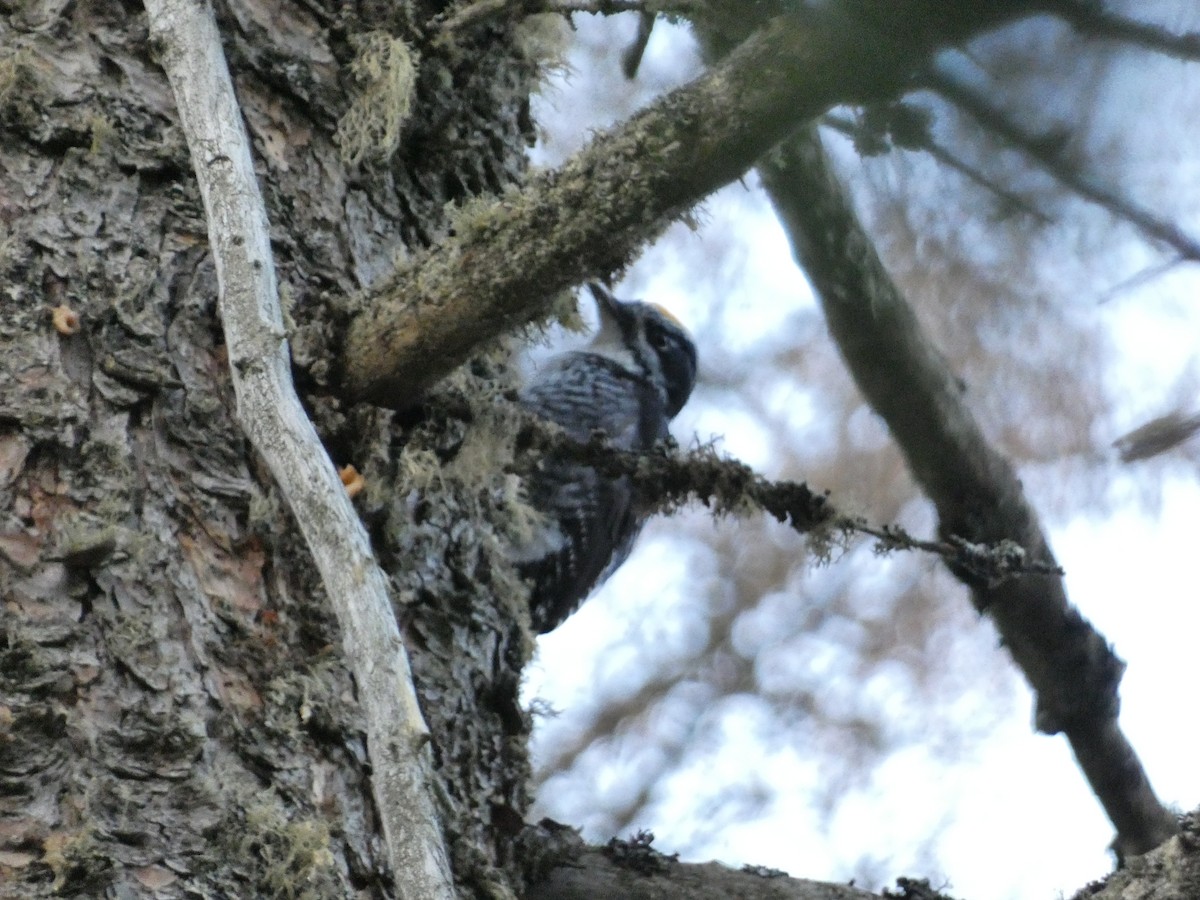 American Three-toed Woodpecker - ML627186709