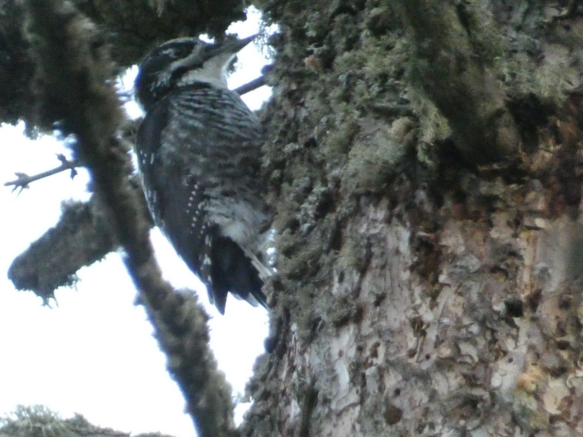 American Three-toed Woodpecker - ML627186710