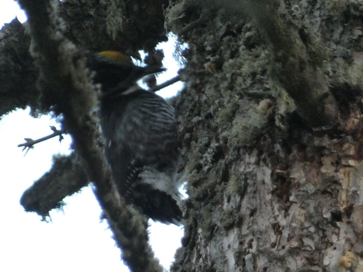 American Three-toed Woodpecker - ML627186711