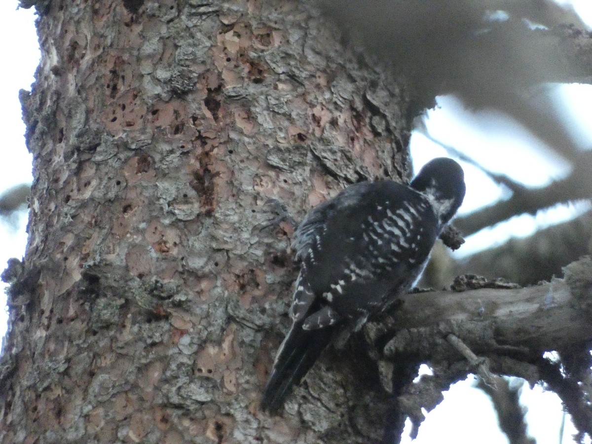 American Three-toed Woodpecker - ML627186712