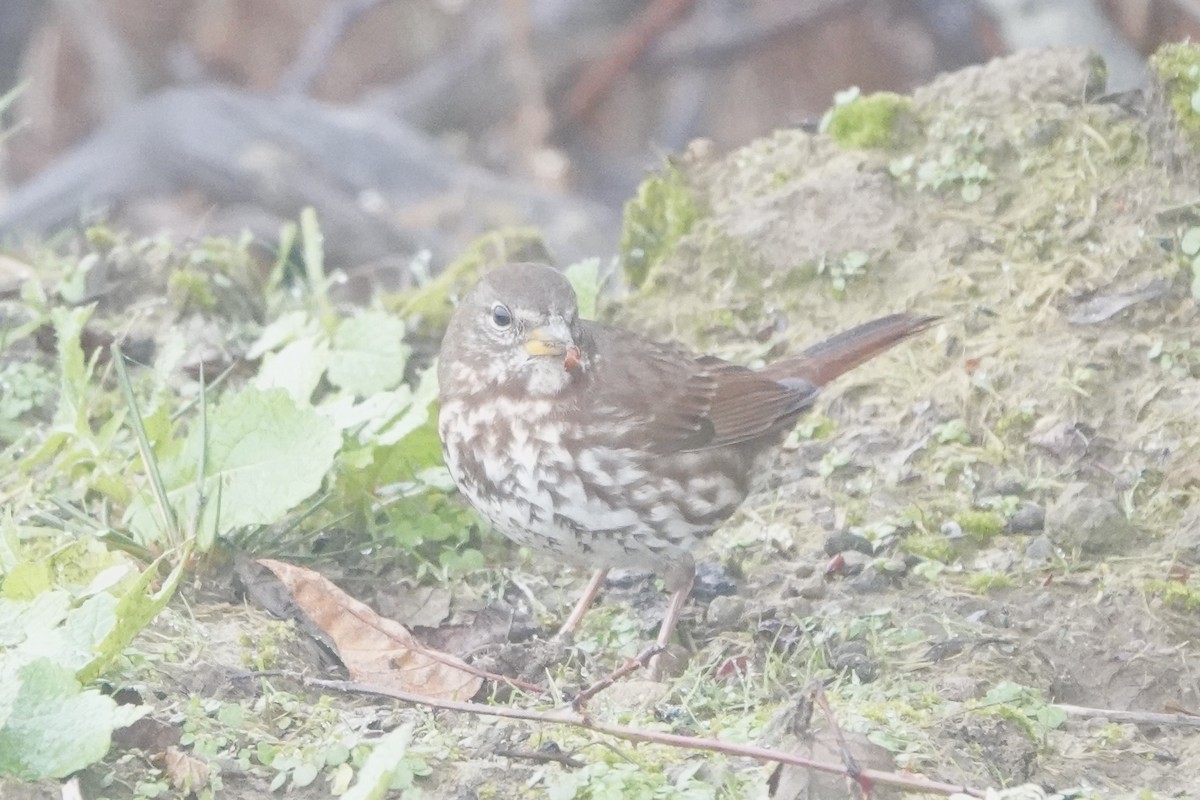 Fox Sparrow - ML627186762