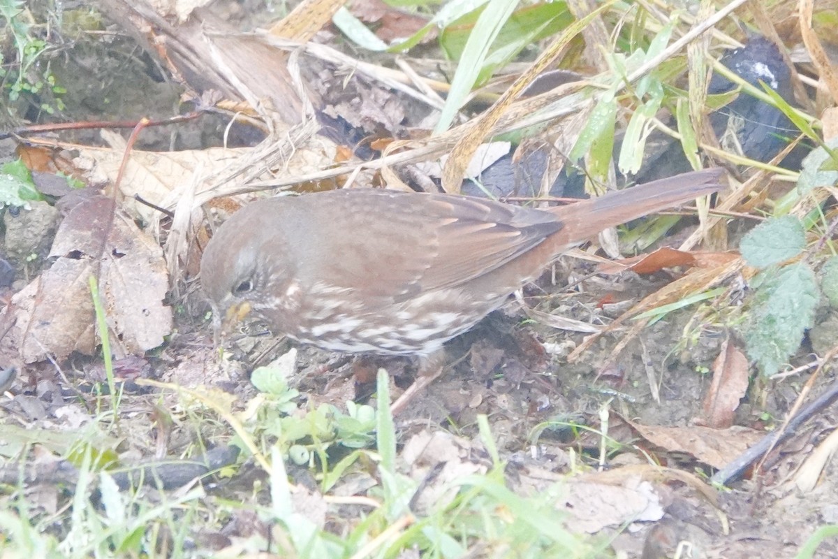 Fox Sparrow - ML627186763