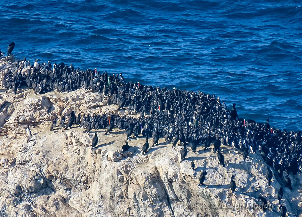 Guillemot marmette - ML627186915