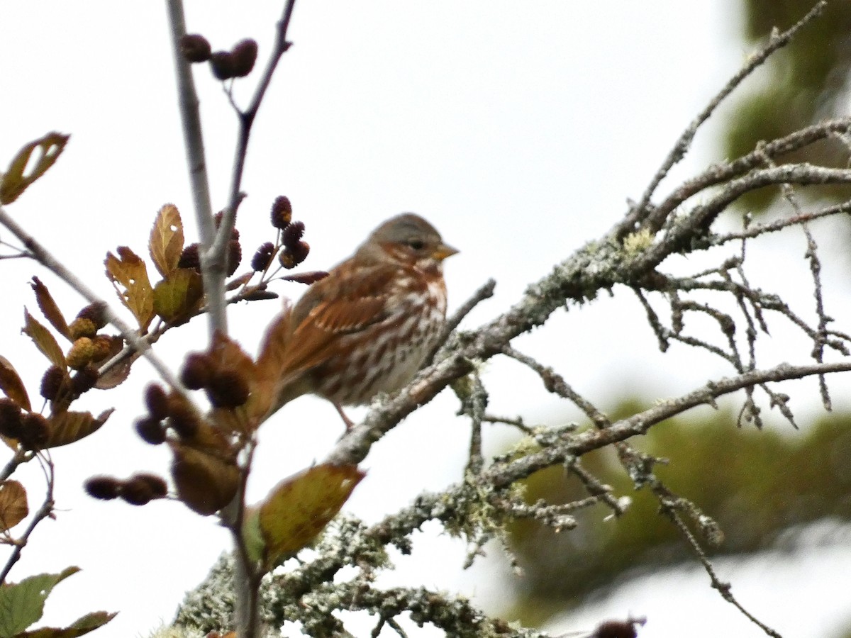 Fox Sparrow - ML627187208