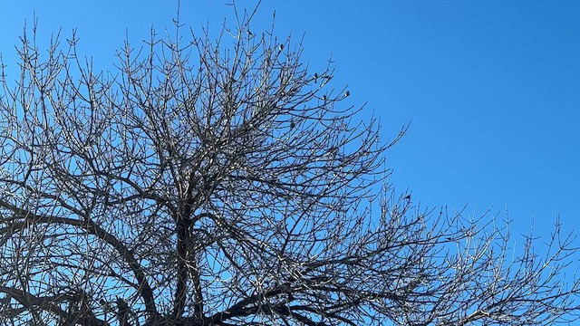 Bushtit - ML627187216