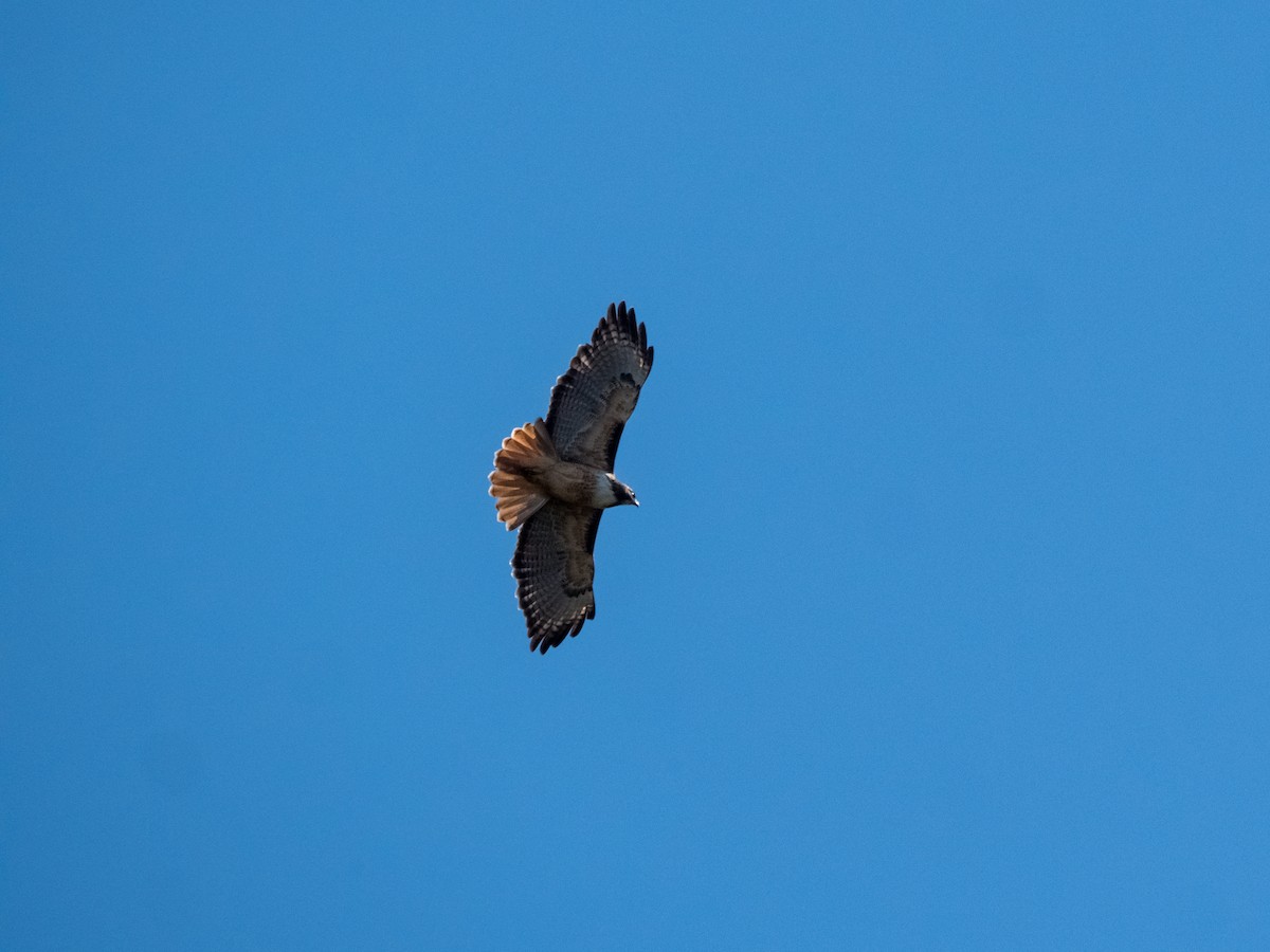 Red-tailed Hawk - ML627187329