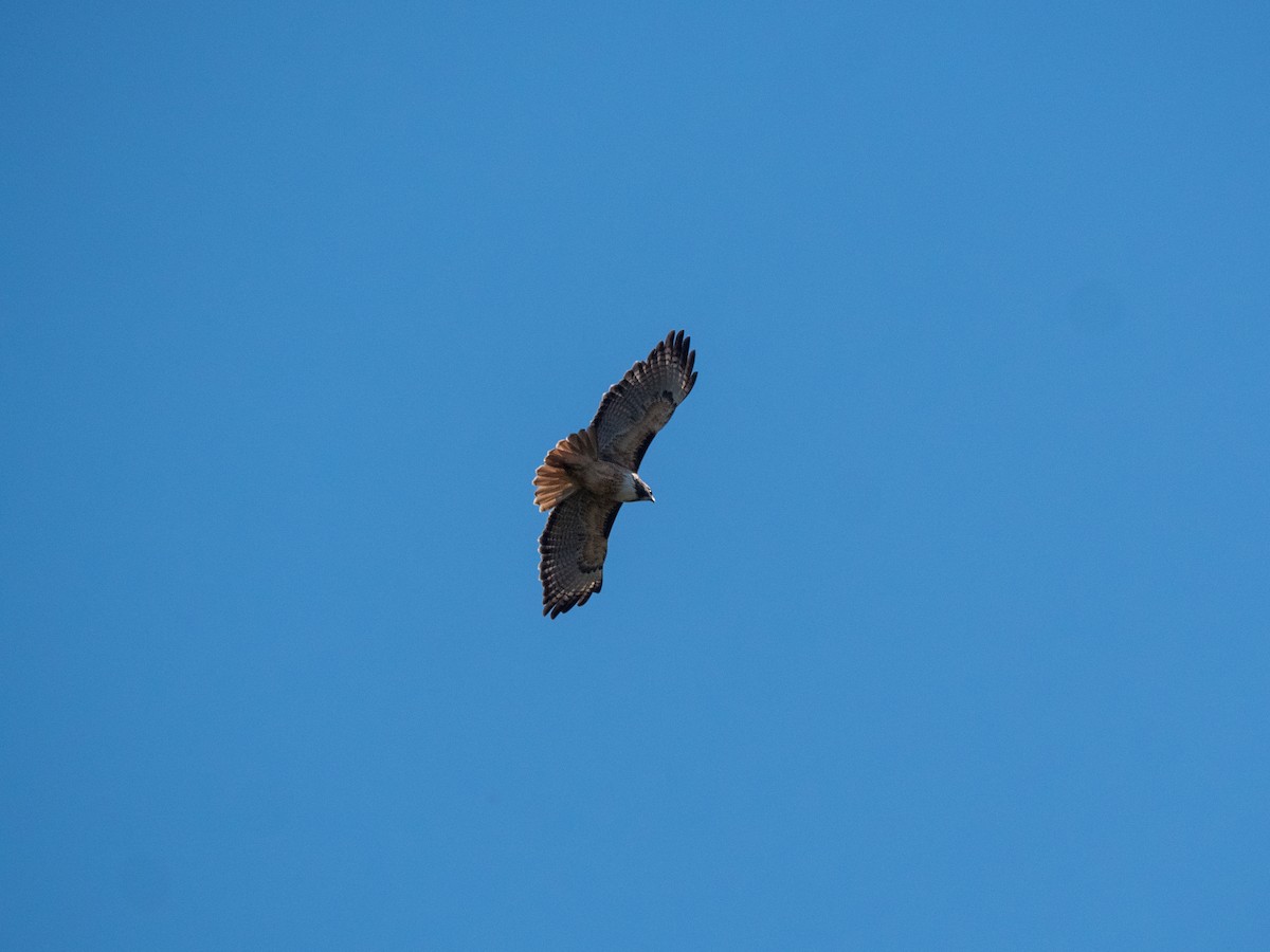 Red-tailed Hawk - ML627187330