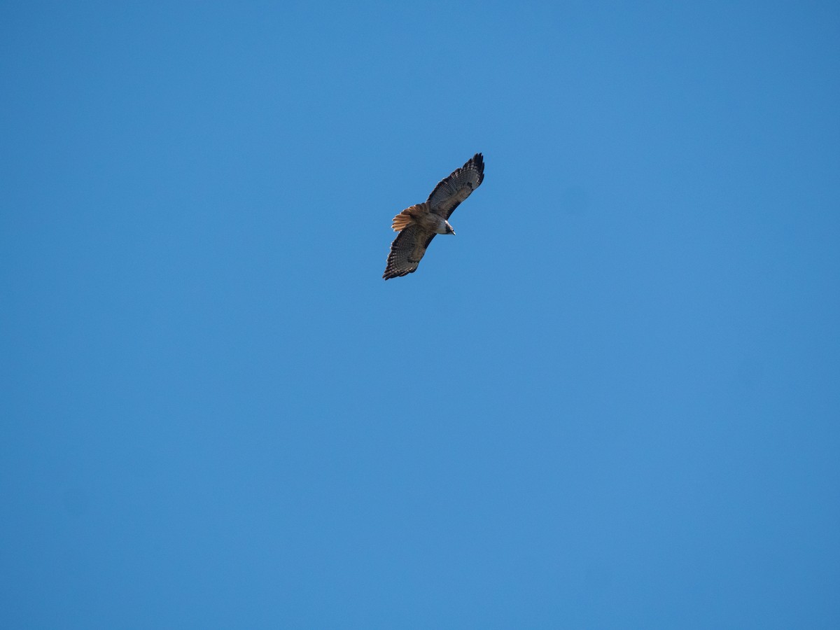 Red-tailed Hawk - ML627187331
